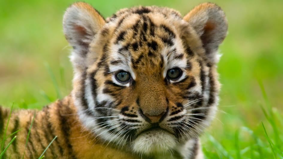 BES Tigers BES Tigers